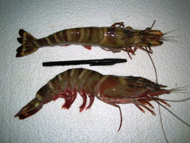 Black Tiger Shrimp